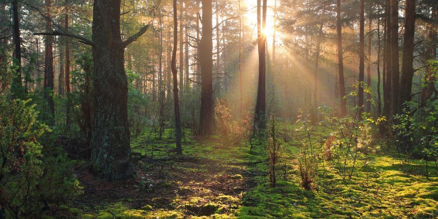 La Magia de la Joyería Artesanal: Conectando con la Naturaleza 2 Conexion con la naturaleza